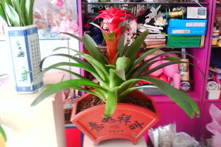 美辰花藝婚慶商品 以匠心之作點(diǎn)亮安徽景觀工程新篇章